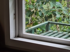 Zosterornis whiteheadi