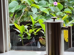 Zosterornis whiteheadi