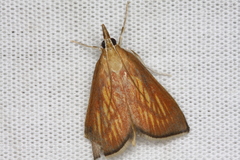 Nascia cilialis