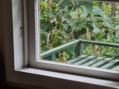 Zosterornis whiteheadi