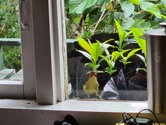 Zosterornis whiteheadi