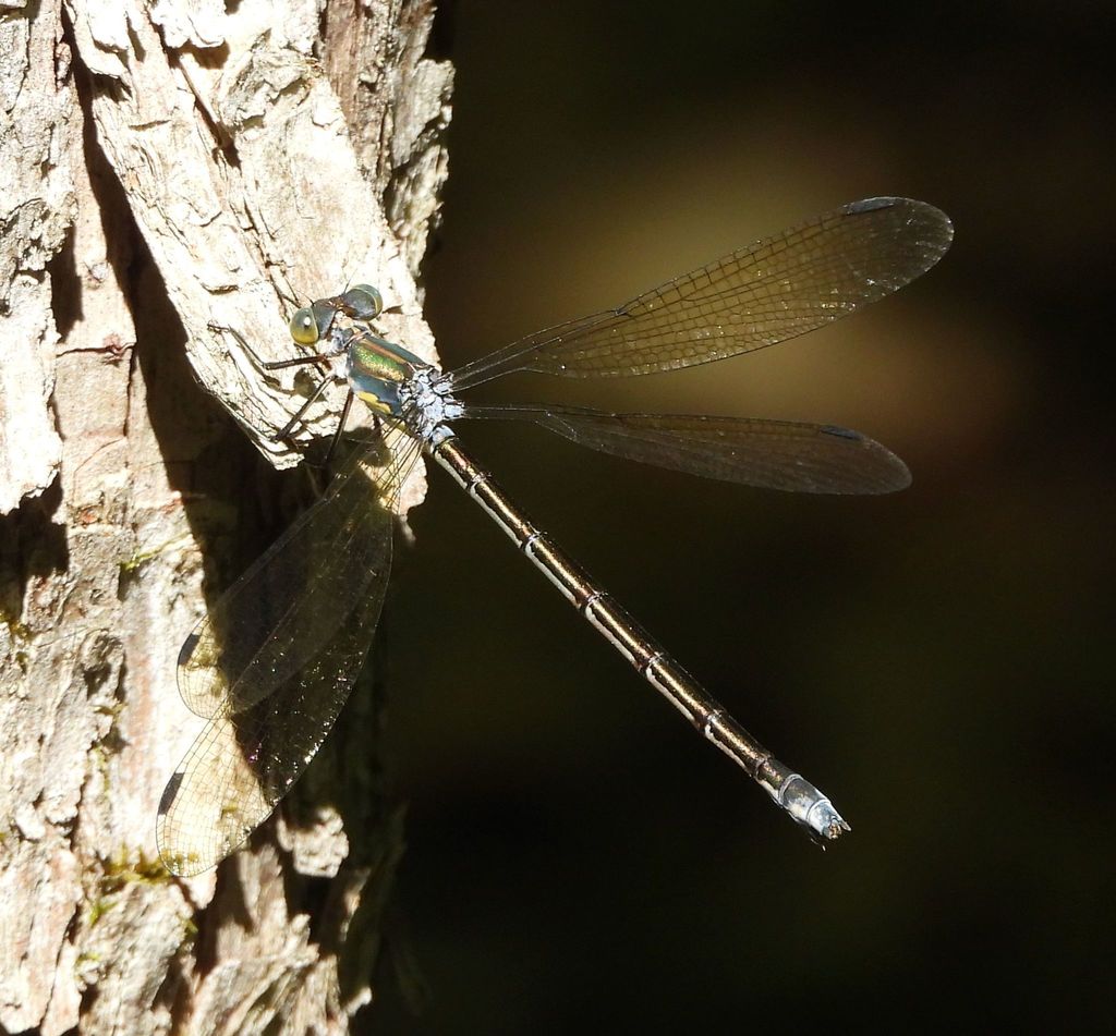 Amber-winged Spreadwing