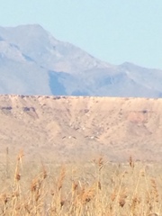 Recurvirostra americana