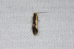 Monopis obviella