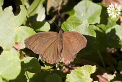 Praepedaliodes phanias