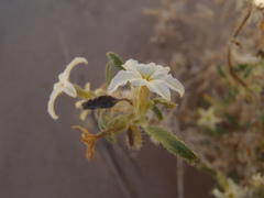 Euploca convolvulacea