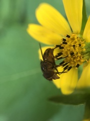 Copestylum chalybescens