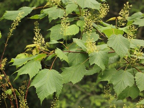 Mountain maple (Acer spicatum)