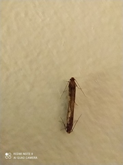 Insecta