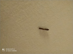 Insecta