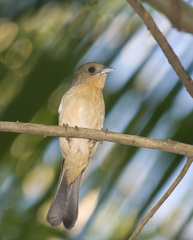 Trichothraupis melanops