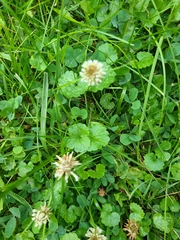 Trifolium repens