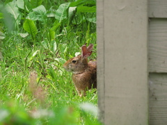 Sylvilagus cunicularius