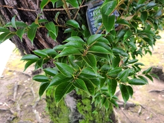 Castanopsis cuspidata