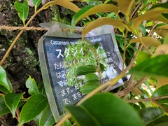 Castanopsis cuspidata