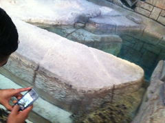 Crocodylia