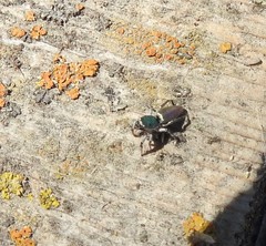 Salticus peckhamae
