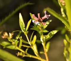 Cuphea fruticosa