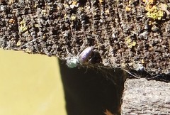 Salticus peckhamae