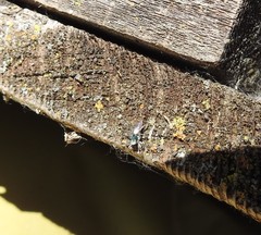 Salticus peckhamae