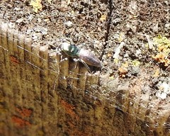Salticus peckhamae
