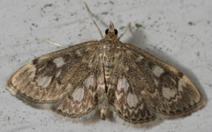 Anania tertialis