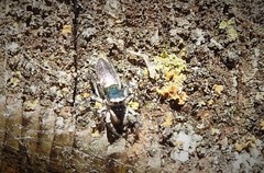 Salticus peckhamae