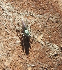 Salticus peckhamae