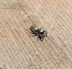 Salticus peckhamae