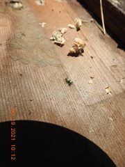 Salticus peckhamae
