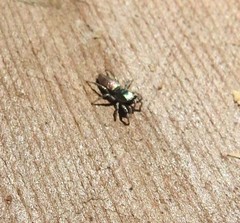 Salticus peckhamae