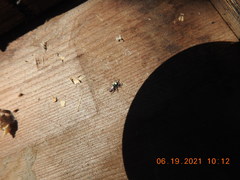 Salticus peckhamae