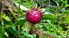 Elleanthus capitatus