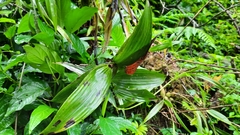 Elleanthus capitatus