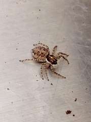 Menemerus semilimbatus