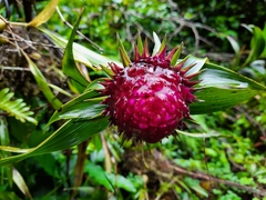 Elleanthus capitatus