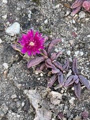 Delosperma repens