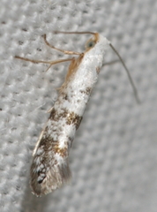 Argyresthia thuiella