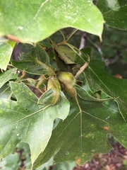 Melikaiella tumifica