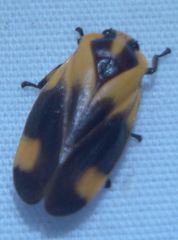 Monecphora broomfieldi