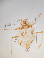 Aphis