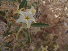 Euploca convolvulacea