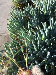 Aphis