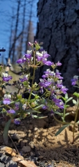 Collinsia torreyi wrightii
