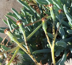 Aphis