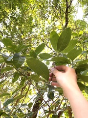 Ormosia semicastrata