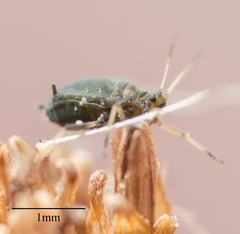 Aphis