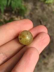 Amphibolips nubilipennis