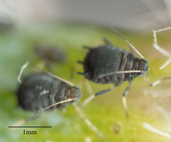 Aphis