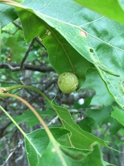 Amphibolips nubilipennis